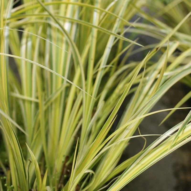 Anglo Aquatics Acorus Gramineus Ogon 3 Litre - Image 2