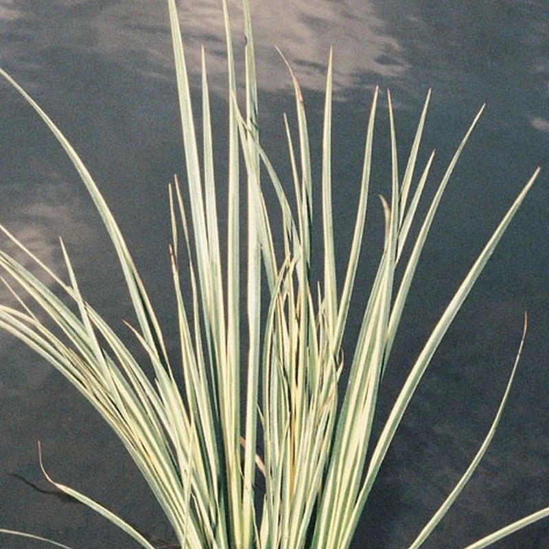 Anglo Aquatics Acorus Gramineus Variegatus 1 Litre - Image 2