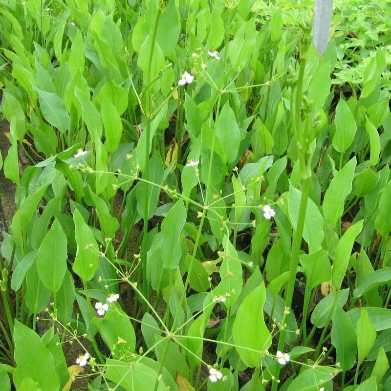 Anglo Aquatics Alisma Plantago Aquaticum 3 Litre - Image 2