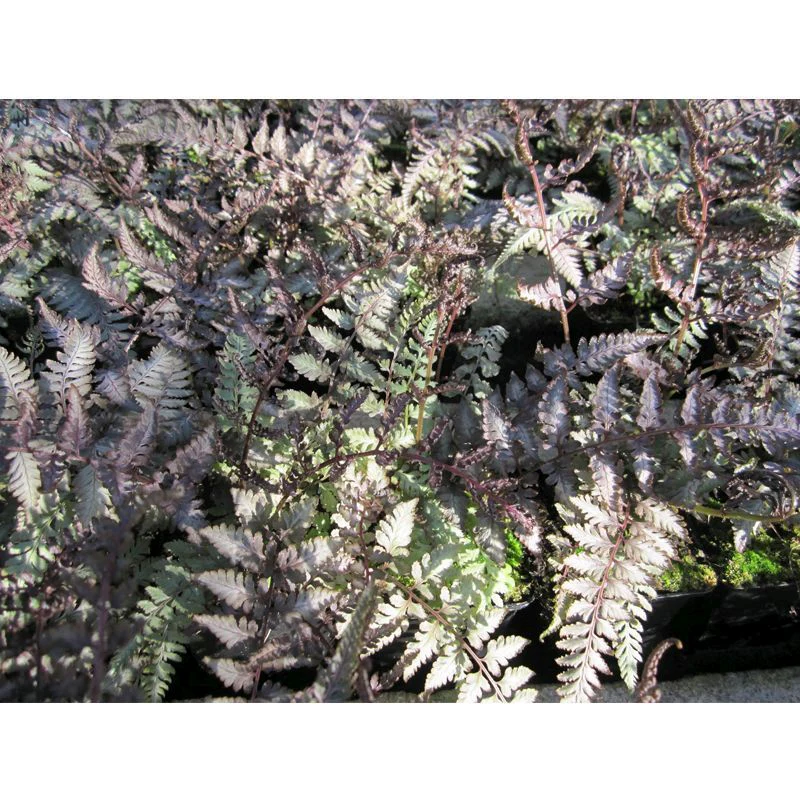 Anglo Aquatics Athyrium Niponicum Metallicum 9cm 3 Pack - Image 2