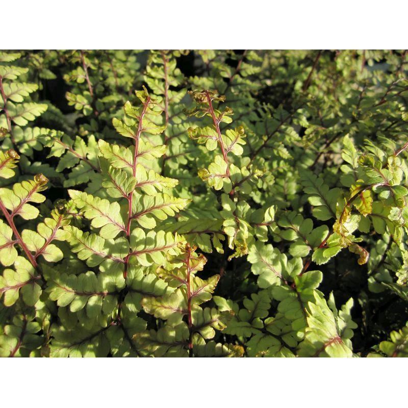 Anglo Aquatics Athyrium Otoph Okanum 9cm 3 Pack - Image 2