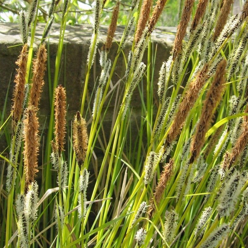 Anglo Aquatics Carex Acuta 1 Litre - Image 2