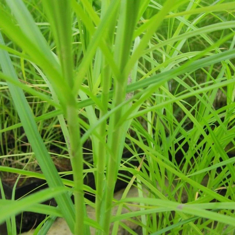 Anglo Aquatics Carex Muskingumensis 1 Litre 3 Pack - Image 2