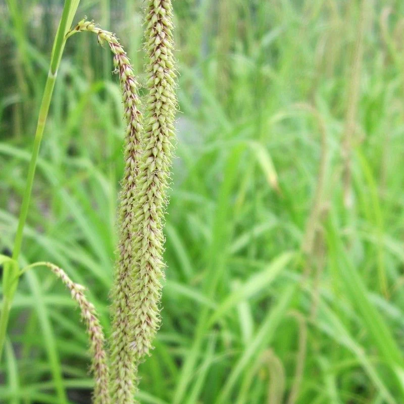 Anglo Aquatics Carex Pendula 9cm 3 Pack - Image 2