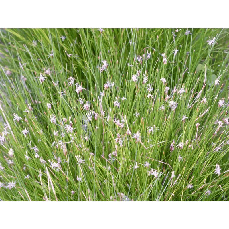 Anglo Aquatics Eleocharis Acicularis 2 Litre - Image 2