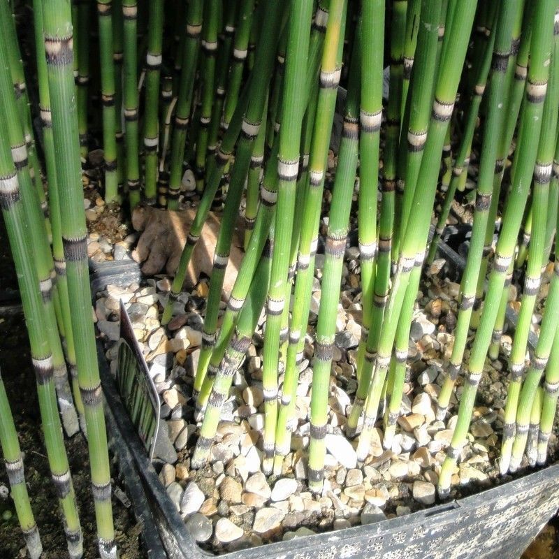 Anglo Aquatics Equisetum Hyemale 1 Litre 3 Pack - Image 2