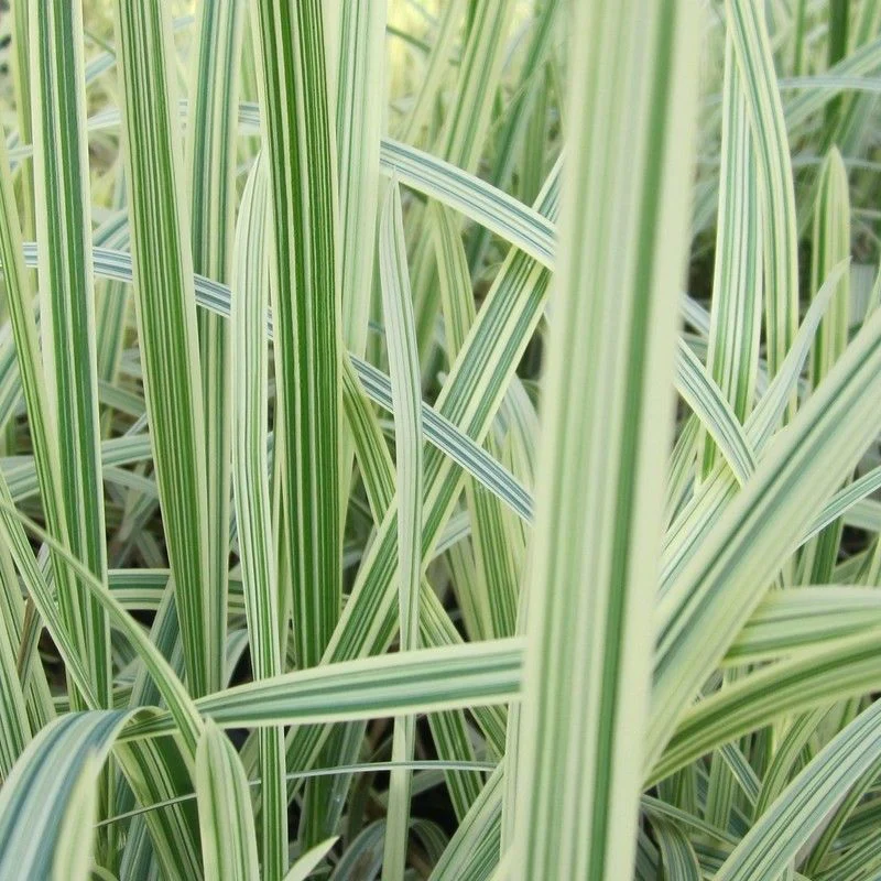 Anglo Aquatics Glyceria Maxima Variegata 3 Litre - Image 2