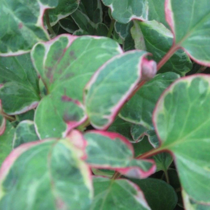 Anglo Aquatics Houttuynia Cordata 'Boo Boo' 9cm 3 Pack - Image 2