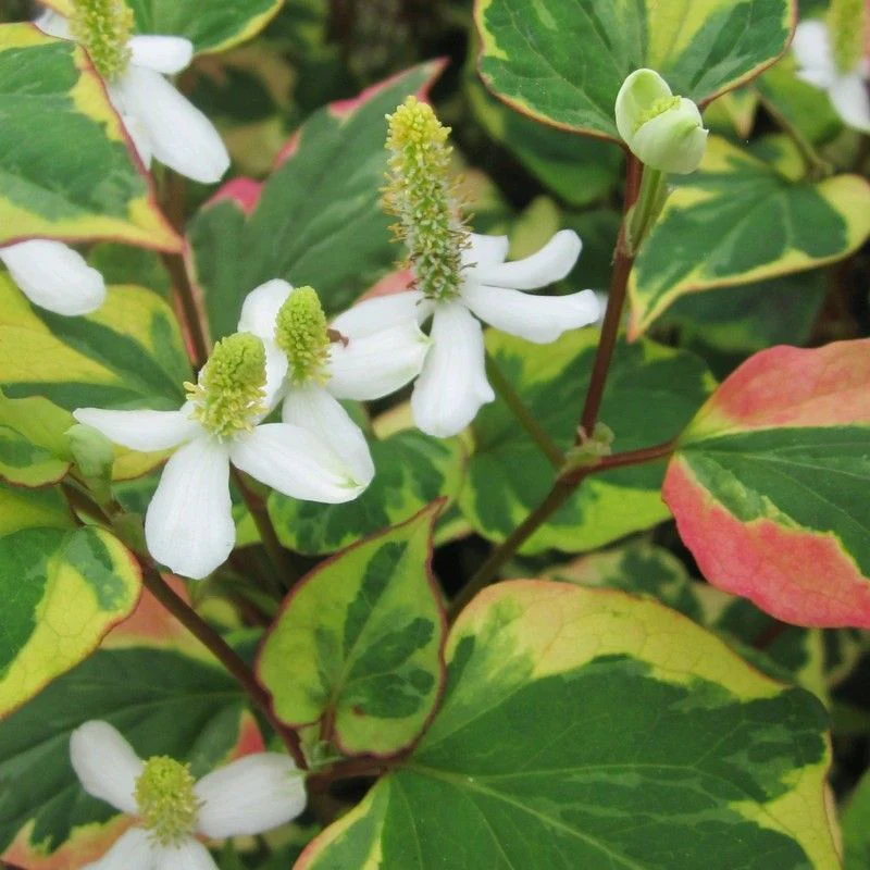 Anglo Aquatics Houttuynia Cordata 'Chameleon' 5 Litre - Image 2