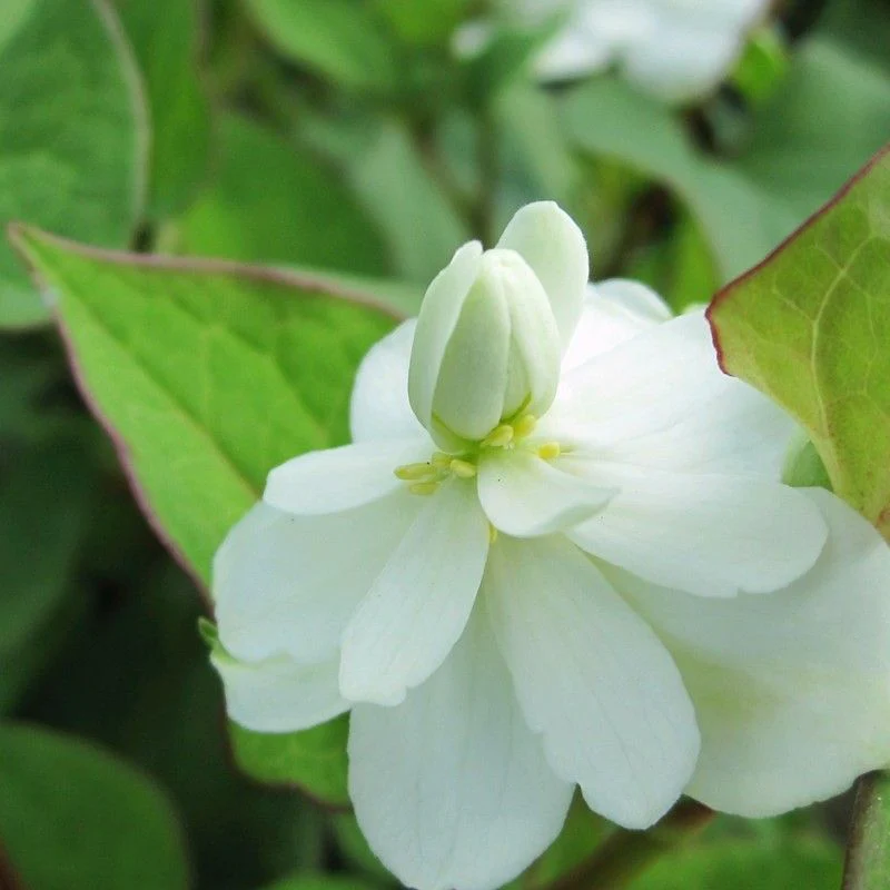 Anglo Aquatics Houttuynia Cordata 'Plena' 1 Litre - Image 2