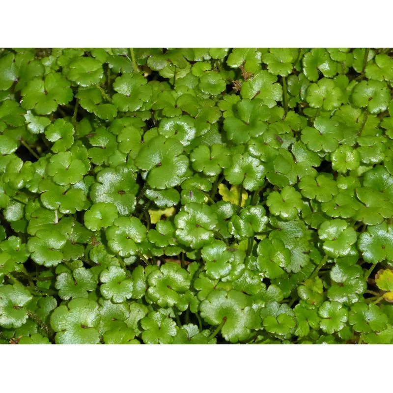 Anglo Aquatics Hydrocotyle Nova Zealand 1 Litre - Image 2