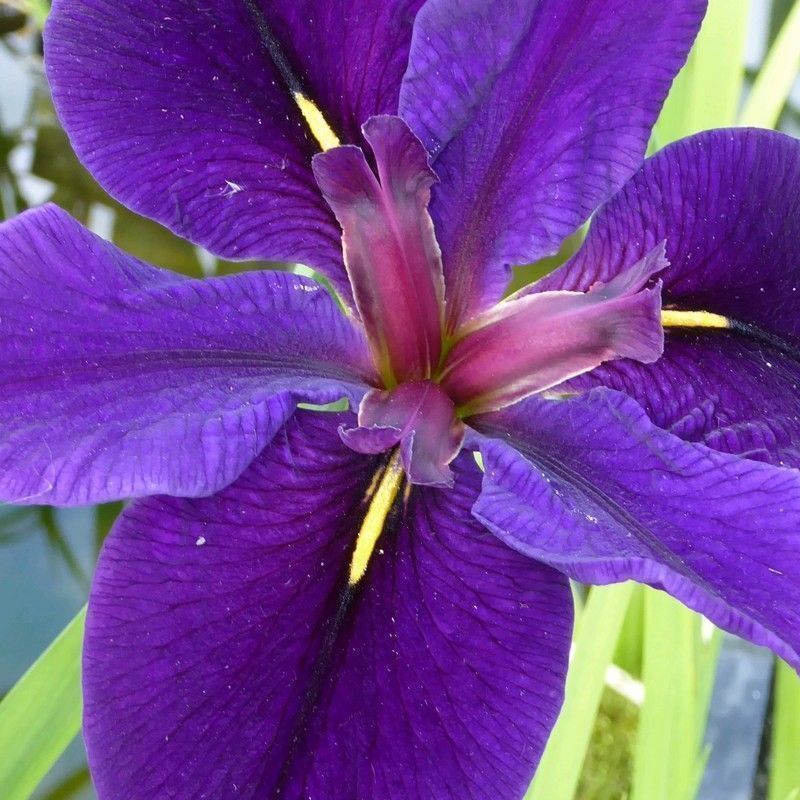 Anglo Aquatics Iris Louisiana 'Black Gamecock' 1 Litre 3 Pack - Image 2