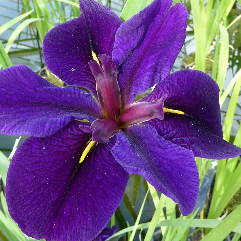 Anglo Aquatics Iris Louisiana 'Black Gamecock' 1 Litre - Image 3