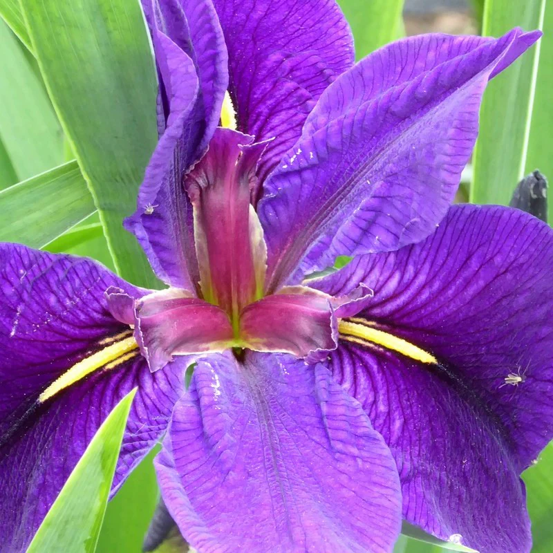 Anglo Aquatics Iris Louisiana 'Black Gamecock' 1 Litre - Image 5