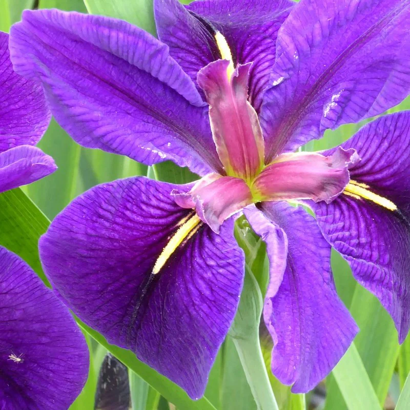 Anglo Aquatics Iris Louisiana 'Black Gamecock' 3 Litre - Image 4