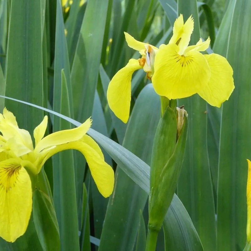 Anglo Aquatics Iris Pseudacorus 1 Litre - Image 2