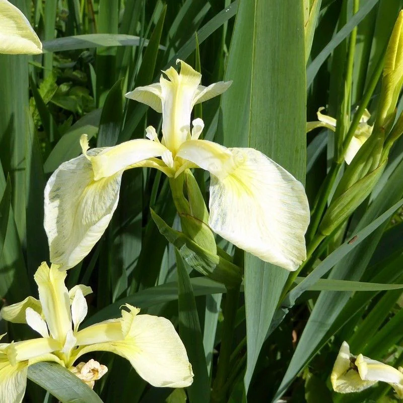 Anglo Aquatics Iris Pseudacorus Bastardii 3 Litre - Image 2