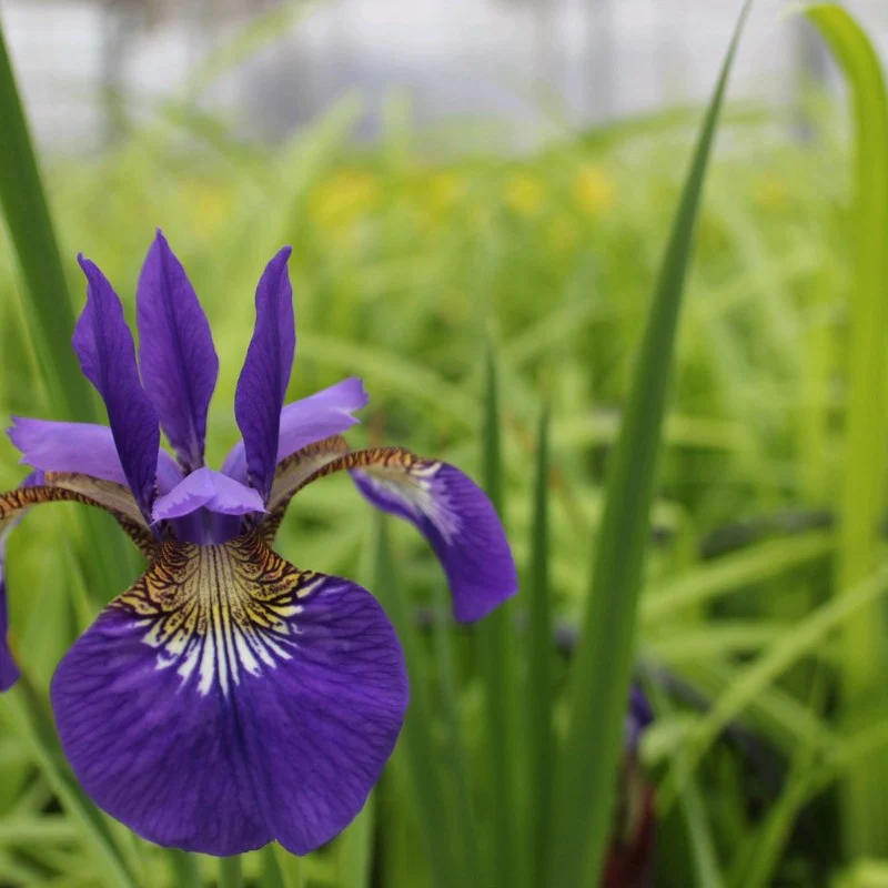 Anglo Aquatics Iris Sibirica 1 Litre 3 Pack - Image 3