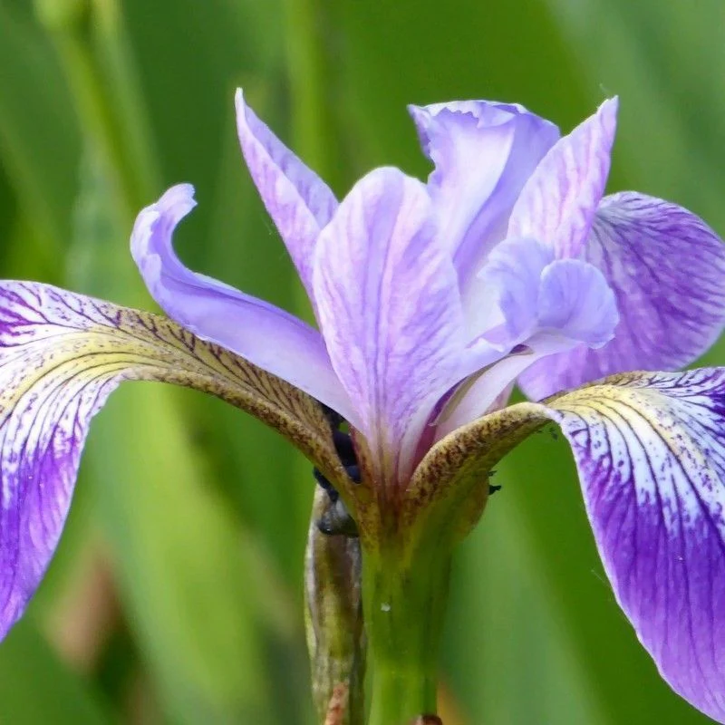 Anglo Aquatics Iris Versicolor 1 Litre 3 Pack - Image 2