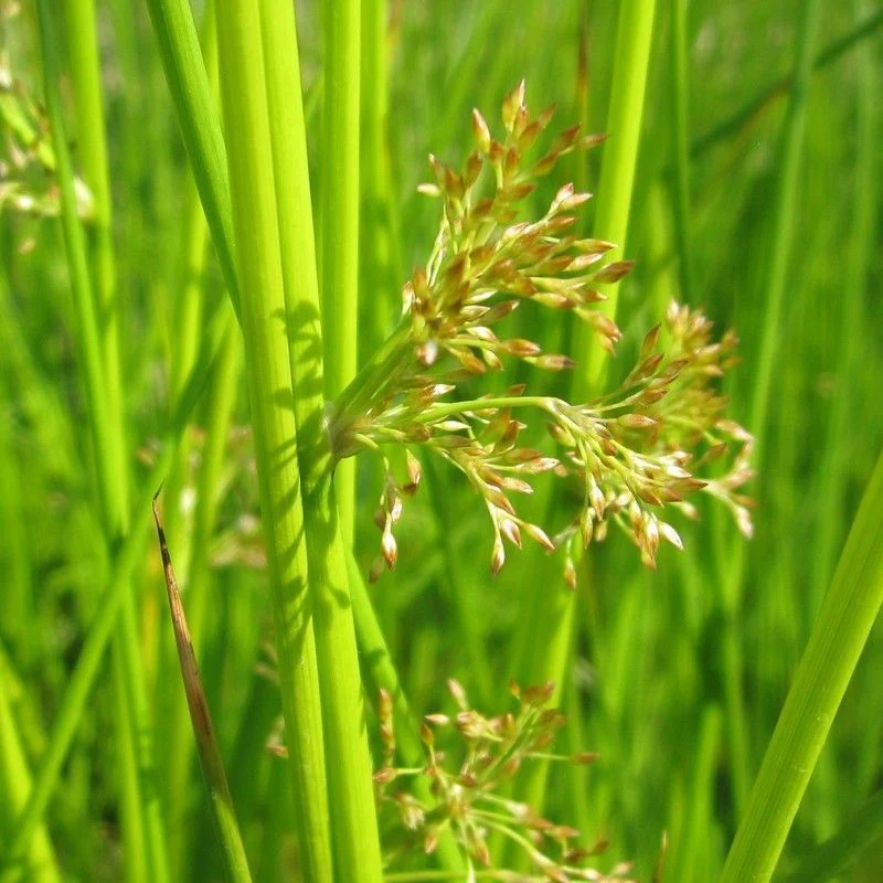 Anglo Aquatics Juncus Effusus 9cm 3 Pack - Image 2