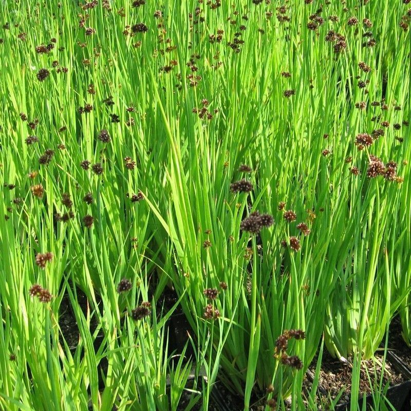Anglo Aquatics Juncus Ensifolius 1 Litre - Image 2