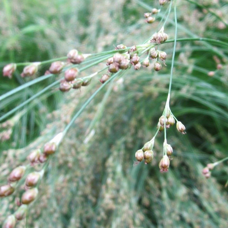 Anglo Aquatics Juncus Maritimus 9cm 3 Pack - Image 2