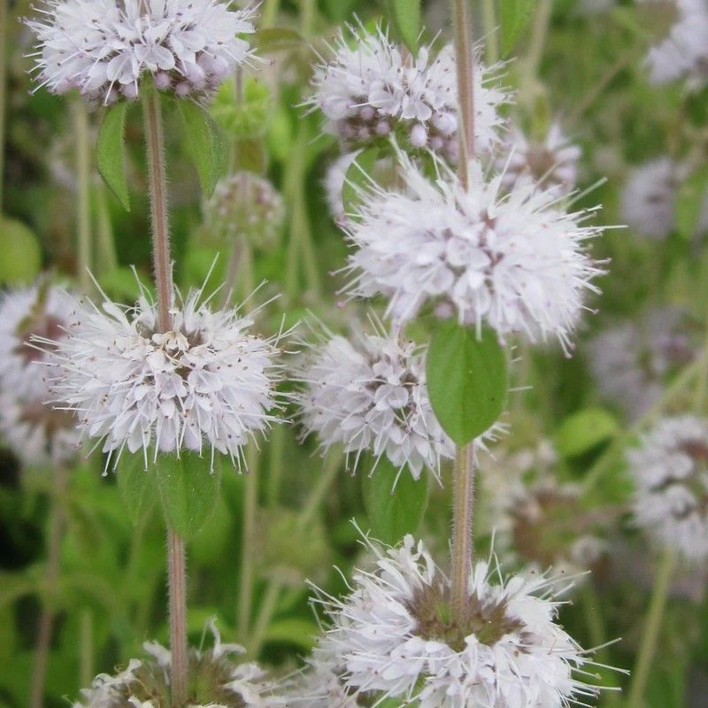 Anglo Aquatics Mentha Pulegium 9cm 3 Pack - Image 2
