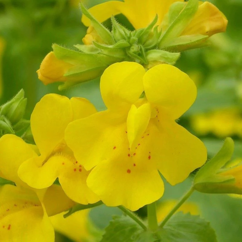 Anglo Aquatics Mimulus Guttatus 3 Litre - Image 2