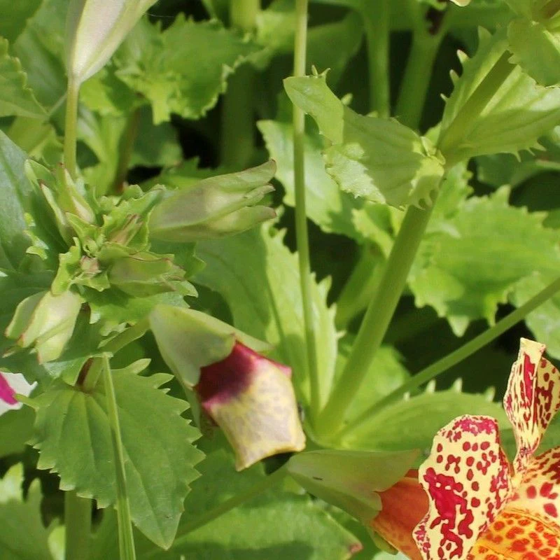 Anglo Aquatics Mimulus Luteus 'Queens Prize' 1 Litre - Image 2