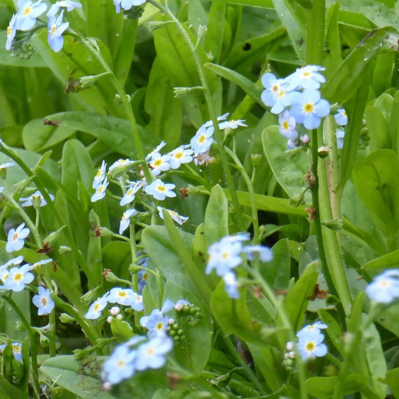 Anglo Aquatics Myosotis Scorpioides 9cm 3 Pack - Image 4