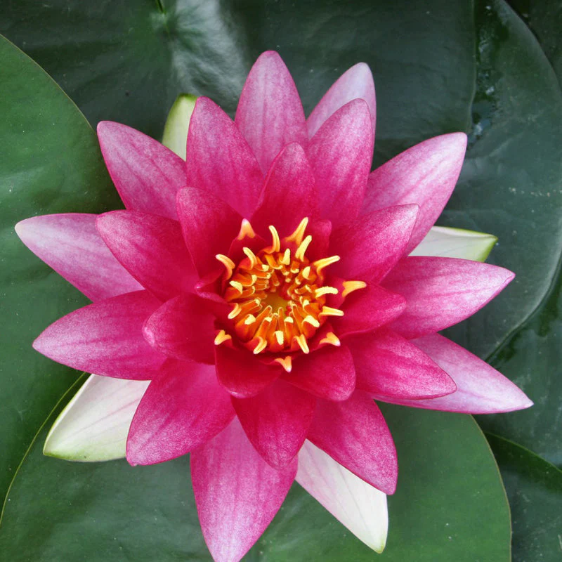 Anglo Aquatics Nymphaea Attraction 1 Litre - Image 4