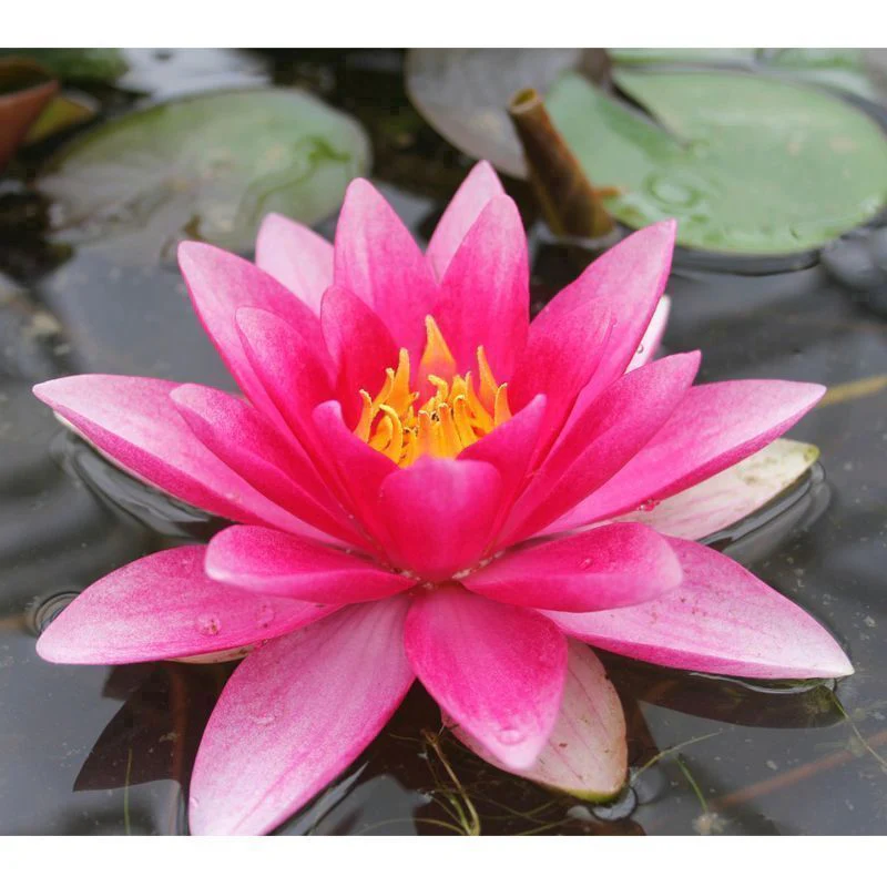 Anglo Aquatics Nymphaea Attraction 10 Litre - Image 2