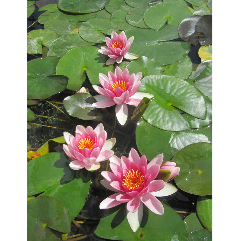 Anglo Aquatics Nymphaea Attraction 10 Litre - Image 3