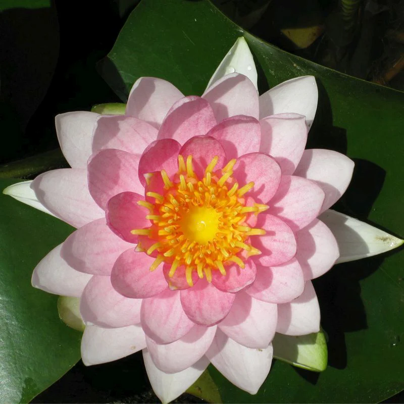 Anglo Aquatics Nymphaea Madame Wilfron Gonnere 3 Litre - Image 2