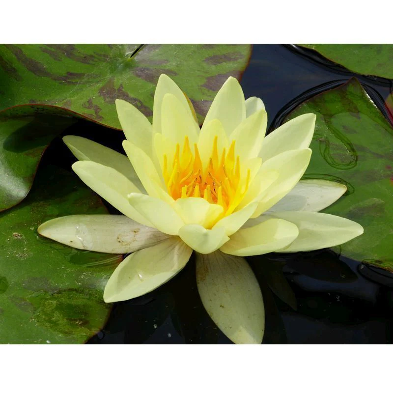 Anglo Aquatics Nymphaea Marliacea Chromatella 30 Litre - Image 2