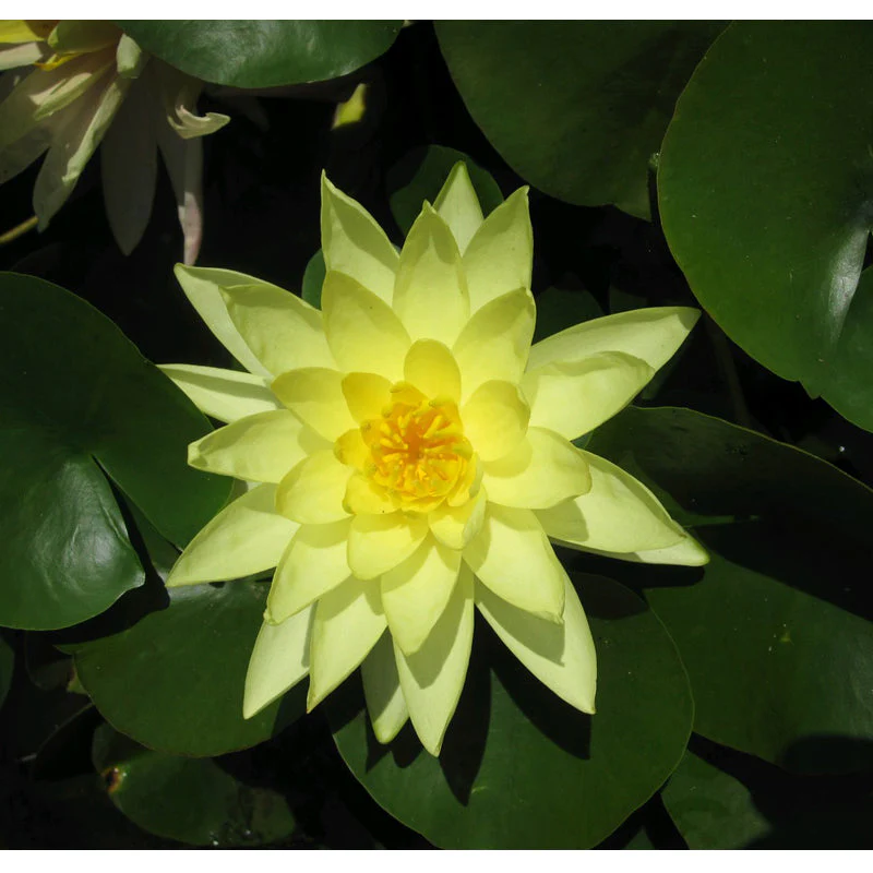 Anglo Aquatics Nymphaea Marliacea Chromatella 30 Litre - Image 3
