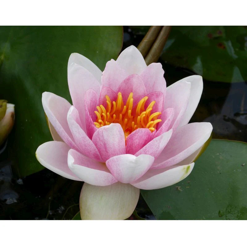 Anglo Aquatics Nymphaea Mrs Richmond 3 Litre - Image 2
