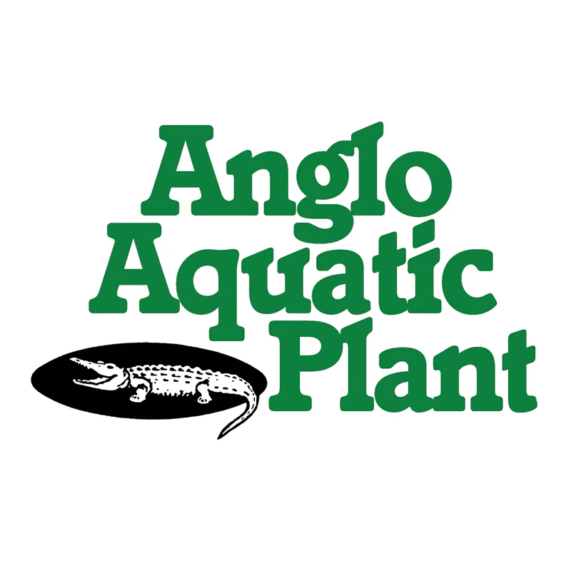 Anglo Aquatics Nymphaea Paul Hariot 3 Litre - Image 3