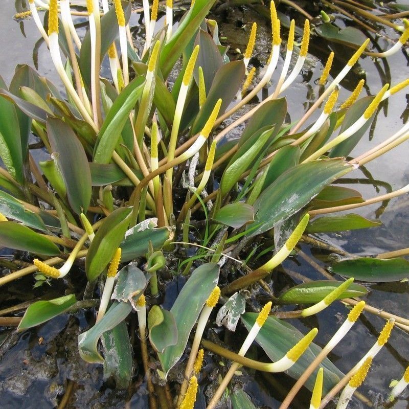 Anglo Aquatics Orontium Aquaticum 1 Litre 3 Pack - Image 2
