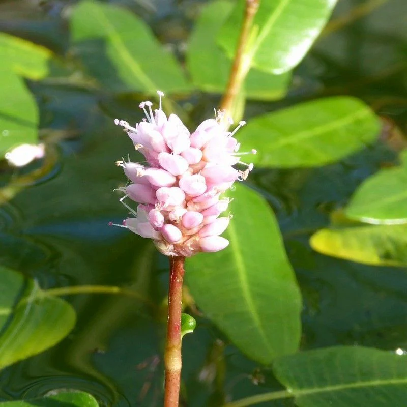 Anglo Aquatics Persicaria Amphibia 3 Litre - Image 2