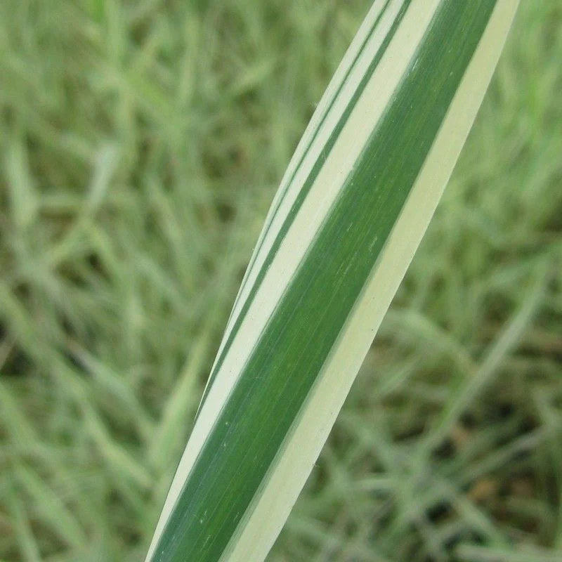 Anglo Aquatics Phalaris Arundinacea Var Picta 9cm 3 Pack - Image 2