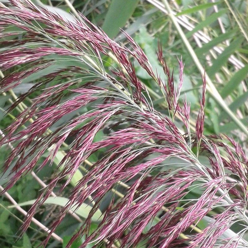 Anglo Aquatics Phragmites Australis 9cm 3 Pack - Image 2