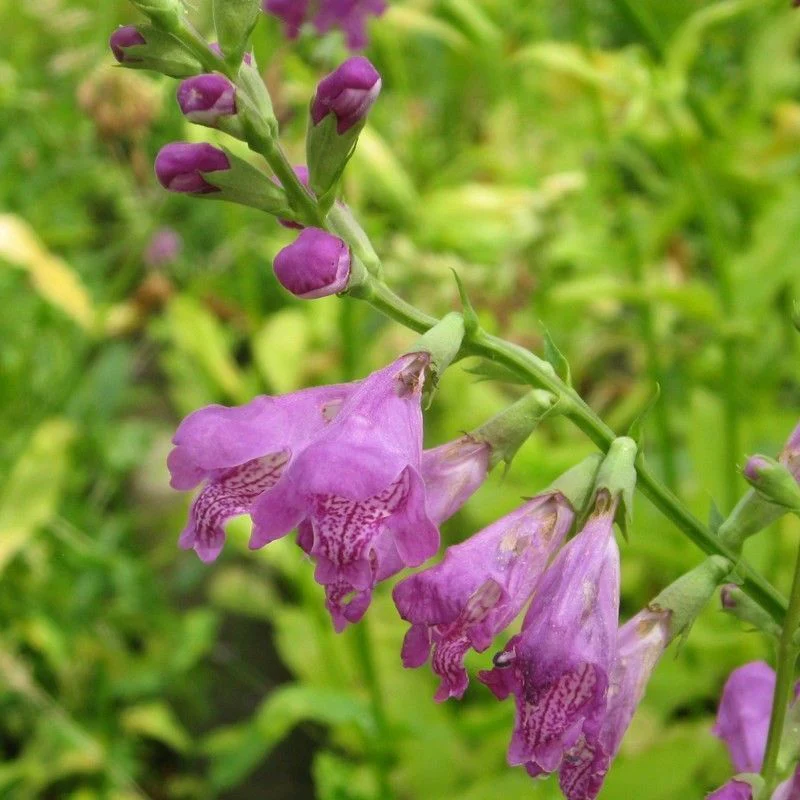 Anglo Aquatics Physostegia Virginiana 1 Litre 3 Pack - Image 2