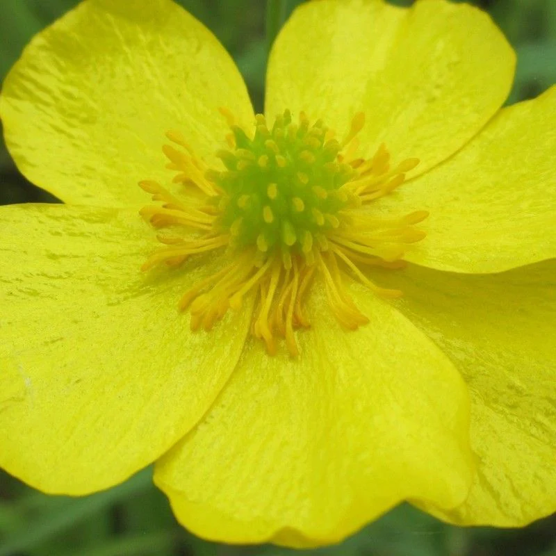 Anglo Aquatics Ranunculus Flammula 1 Litre 3 Pack - Image 2