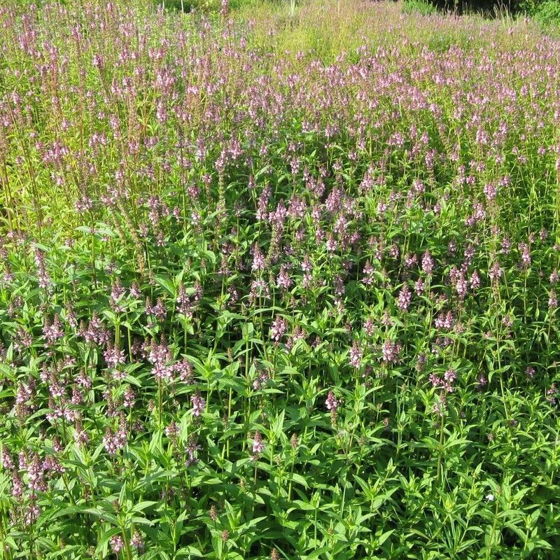 Anglo Aquatics Stachys Palustris 1 Litre - Image 2