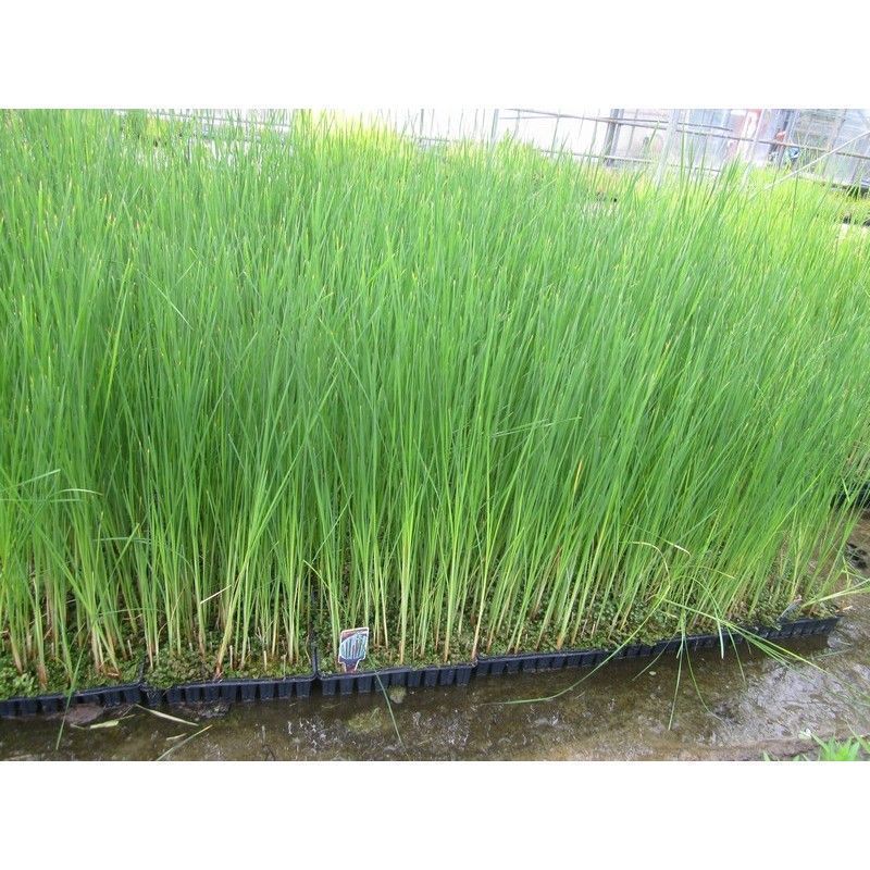 Anglo Aquatics Typha Angustifolia 5 Litre - Image 2