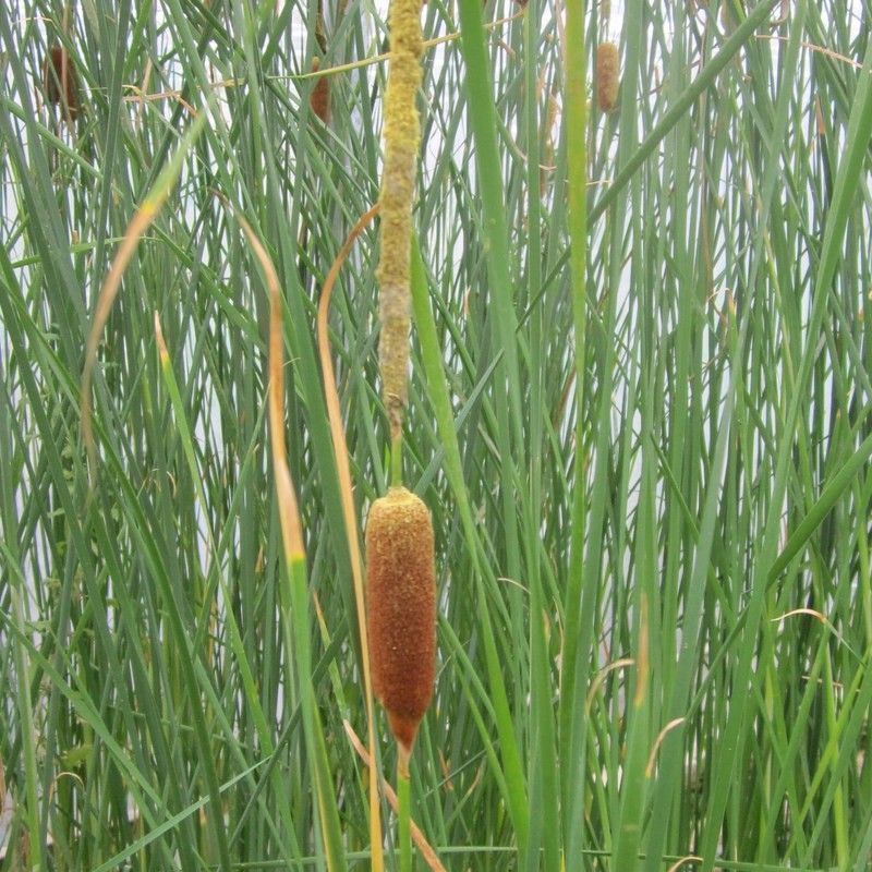 Anglo Aquatics Typha Gracilis 1 Litre - Image 2