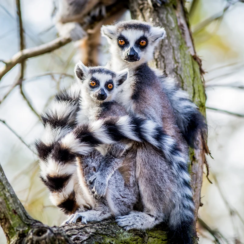 Animal Encounters - Gift Experience - Image 4