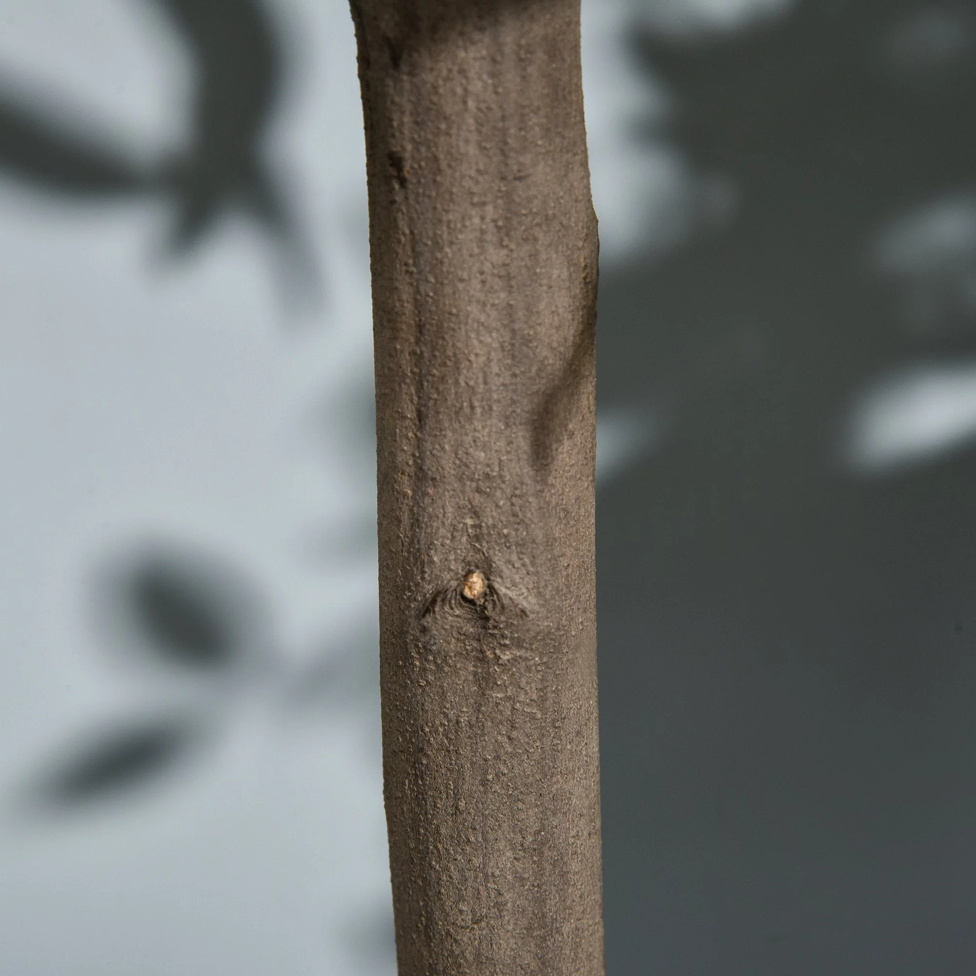 Set of 2 Artificial Bay Laurel Trees - Image 8